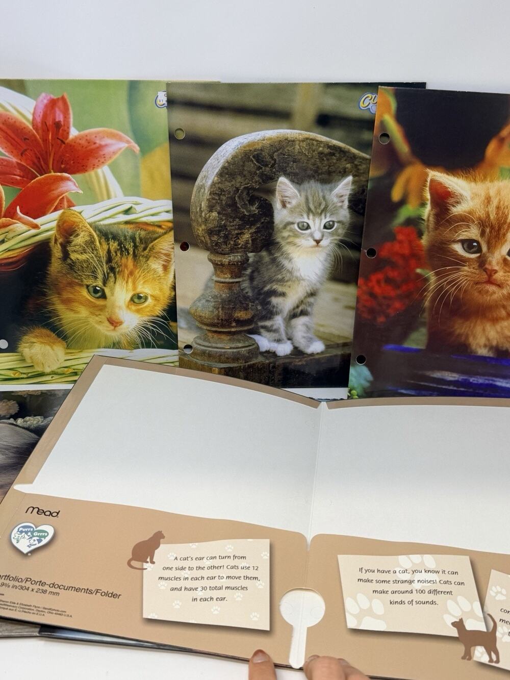 Vintage Y2k Pocket Folders Cat Animal Photo Print Lot of 6 Kittens School Supply
